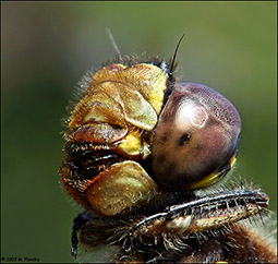 insetto_maschio